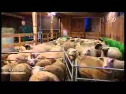 Follow their code on github. Tv Skandal Report Mainz Das Grosse Schlachten 2012 Youtube