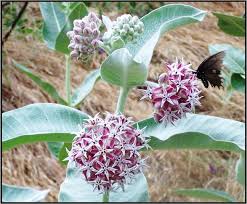 Image result for Asclepias longissima