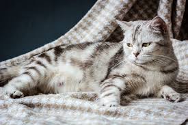Sebab kucing dan kelucuan merupakan paduan sempurna. Butuh Perawatan Khusus Ini 5 Fakta Kehamilan Pada Kucing Merdeka Com