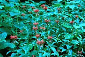 Image result for Monadenium herbaceum