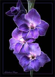 Purple Gladiolus Related Keywords Suggestions Purple Gladiolus Long Tail Keywords Gladiolus Flower Tattoos Gladiolus Flower Gladiolus