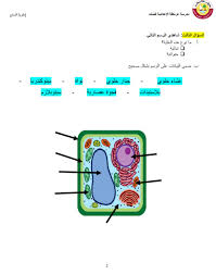 We did not find results for: Plant Cell Worksheet