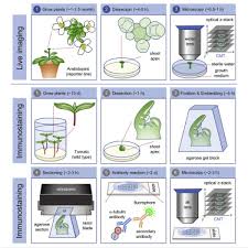 Those of plants differ from others in size and function, i.e. Visualization Of Cortical Microtubule Networks In Plant Cells By Live Imaging And Immunostaining Sciencedirect