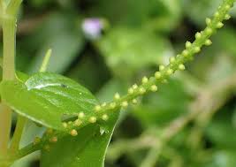 Image result for Peperomia pellucida