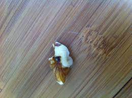 Testing Old Wives Tales Using Nuts To Repair Scratches In Wood Laminate Floors Wood Laminate Flooring Wood Laminate Laminate Flooring