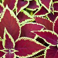 Image result for Coleus sylvestris