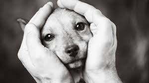 Trauer Um Tiere Wenn Der Eigene Hund Stirbt Brigittede