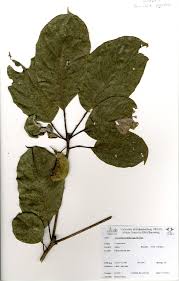 Image result for Terminalia superba