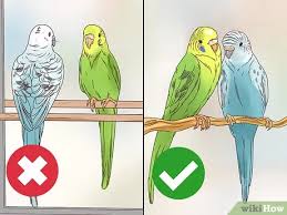 الاعتناء بالببغاء Wikihow