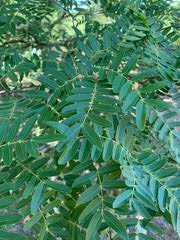 Image result for Brachystegia utilis
