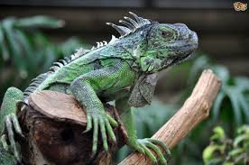 They also can be difficult to tame and might become aggressive if not regularly handled. Types Of Iguana Pets4homes