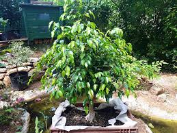 Image result for Ficus bubu