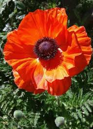 Pin By Lajer Ildiko On Poppies Will Put Them To Sleep Sleep In 2020 Pansies Flowers Poppy Flower Flower Painting