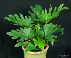 Salah satu tanaman paling populer di tahun 2021 adalah fishbone cactus atau kaktus tulang ikan yang unik dan menarik. Tanaman Hias Yang Populer Di Tahun 2016 Dunia Tanaman Hias