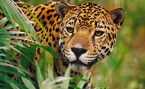 The rainforest and the seasonal forest. How Do Jaguars Survive In The Rainforest Some Interesting Facts