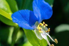 Image result for Entolasia