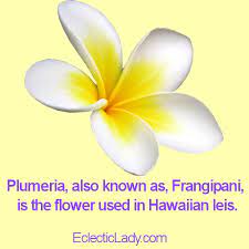Take A Break From The Cold Weather And Get Tropical Http Plumeria Eclecticlady Com Plumeria Frangipani Trivia