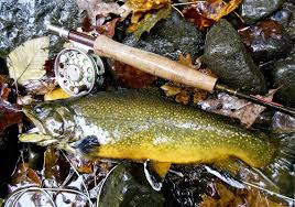 Catching Wild Trout Is A Lifelong Love For Author John