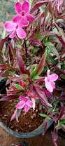 Image result for Barleria obtusa