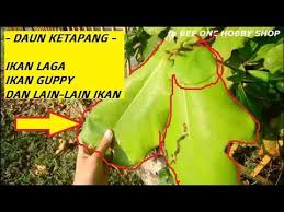 Saksikan telefilem 'pang pokok ketapang!' lakonan ameerul affendi pada 25 april, ahad pukul 9 malam di awesome tv (astro 123, mytv 112). Full Review Daun Ketapang Untuk Ikan Hiasan Air Tawar Youtube