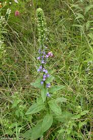 Image result for Lobelia minutula