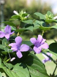 Image result for Barleria galpinii