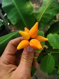 Image result for Vasconcellea