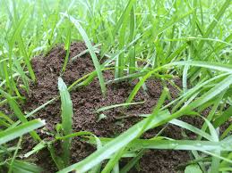 From peppermint to borax, we tested 13 natural remedies for killing ants or repelling them. You Can Control Fire Ants