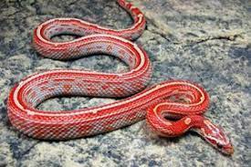 Miami Striped Motley Corn Snake Corn Snake Snake Breeds Pet Snake
