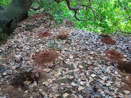 Image result for Putranjivaceae