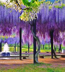 Image result for Wisteria
