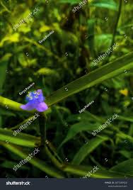 Image result for Cyanotis axillaris