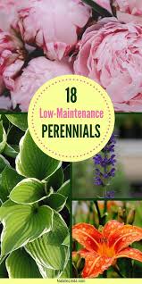Low maintenance flowering plants philippines. 18 Low Maintenance Perennials Perennials Low Maintenance Garden Beautiful Gardens