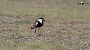 Mahmuzlu Kizkusu Spur Winged Lapwing Vanellus Spinosus Youtube