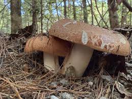 Image result for Russula mariae