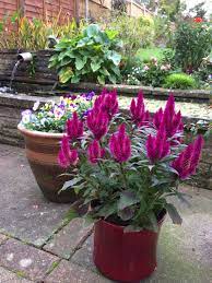 Celosia Caracas Garden Containers Container Gardening Plants