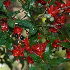 Image result for Ochna serrulata