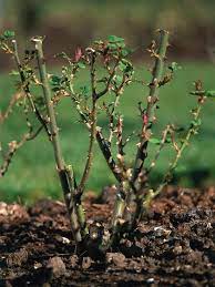 Pin On Gardens