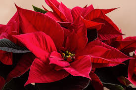 No son las flores de esta planta las que son rojas. Flor De Pascua Cuidados Poinsettia Cuidados De La Planta De Navidad