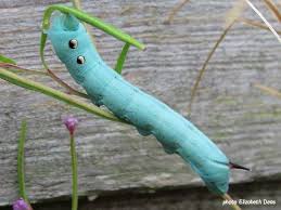 Black And White Spotted Caterpillar Uk Elephant Hawkmoth Caterpillar Deilephila Elpenor Unusual Blue Form On Lesser Willowherb Cheshire Uk Photo Elizabeth Deas Caterpillar Moth Blue