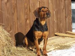 Tyrolean Hound Tiroler Bracke Dogs Puppy Gatos Caes Animais