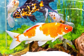 What Is The Minimum Tank Size For Koi Fish Waterworld Craze In 2020 Koi Fish Care Koi Pet Fish