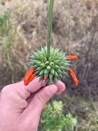 Image result for Leonotis nepetifolia