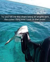 30 Cute Pictures Of Animals With Captions To Make Your Day Better Justviral Net Funny Animal Jokes Animal Jokes Funny Animal Pictures