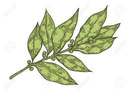 Hoja De Laurel Fresco Hierba Planta De Vectores Dibujado A Mano Ilustración Sobre Fondo Blanco. Herbal Ingrediente Para La Cocina Tradicional, La Medicina, El Tratamiento, La Cocina, La Jardinería. El Estilo De