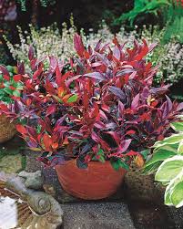 ✿ je vous présente 5 plantes qui gardent leur feuilles pendant l'hiver ! Leucothoe Rouge Leucothoe Scarletta Zeblid Arbuste Feuilles Rouges