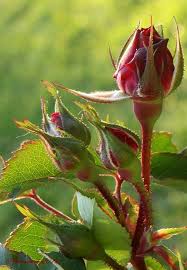 Image result for rose images