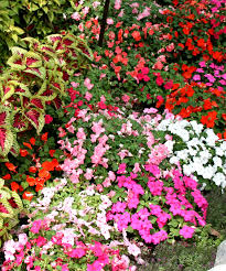 Image result for Impatiens quisqualis