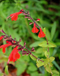 Image result for Cienfuegosia gerrardii