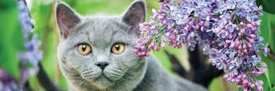 Maybe you would like to learn more about one of these? Circle Of Life Pet Cremation Services